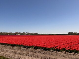 Tulpenfeld im Frühjahr