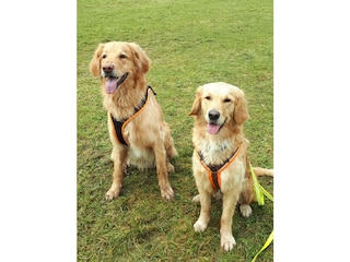 Unsere Hunde, Quirin und Betty