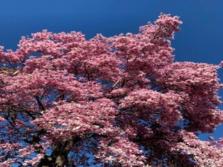 Villa Fermignano  40