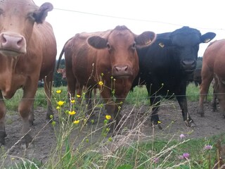 Biologische boerderij Wackersberg Buitenaudio-opname 3