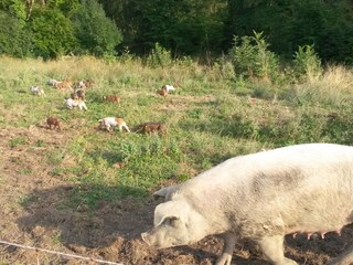 Biologische boerderij Wackersberg Buitenaudio-opname 4