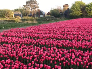 Casa per le vacanze Egmond aan den Hoef Ambiente 24