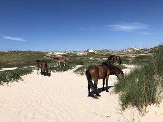 Casa de vacaciones Egmond aan den Hoef Entorno 26
