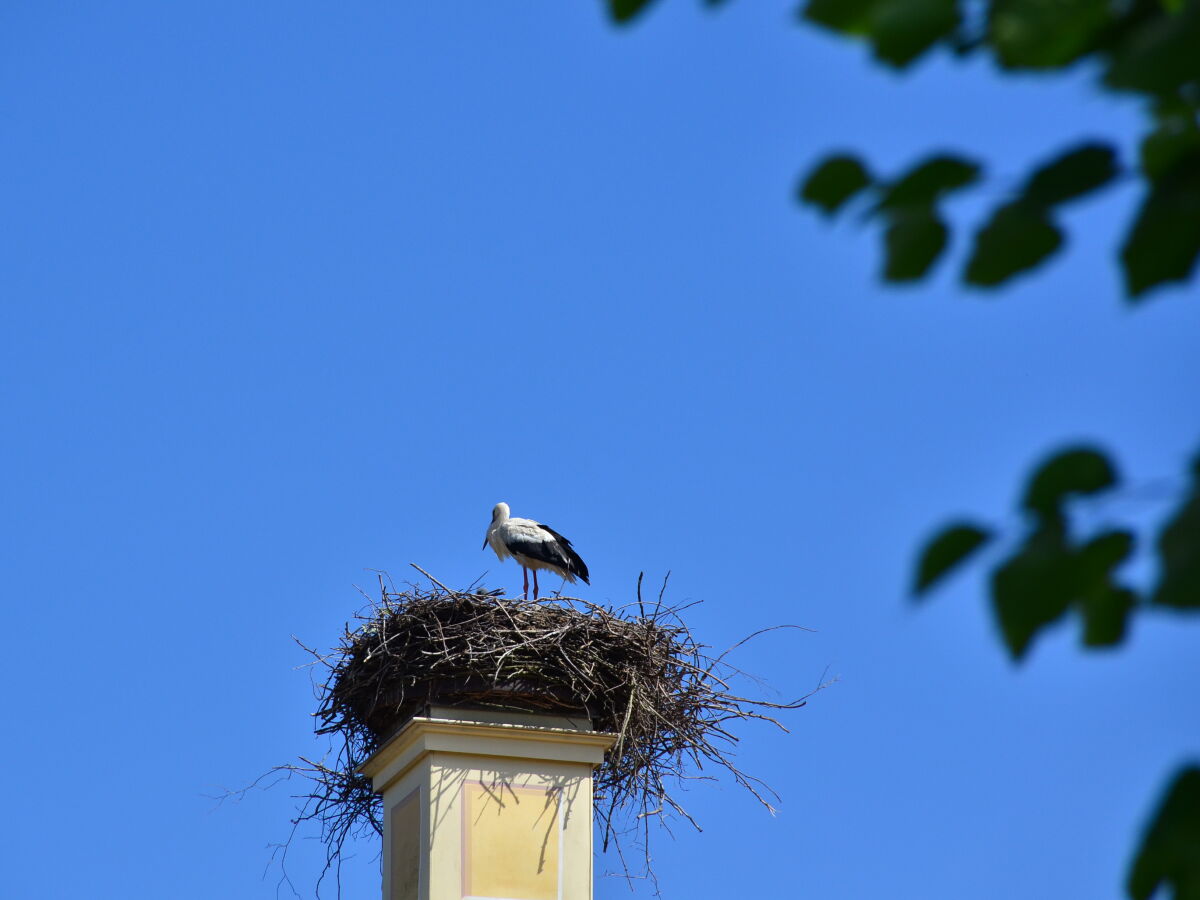 Storch auf dem Barockschloss