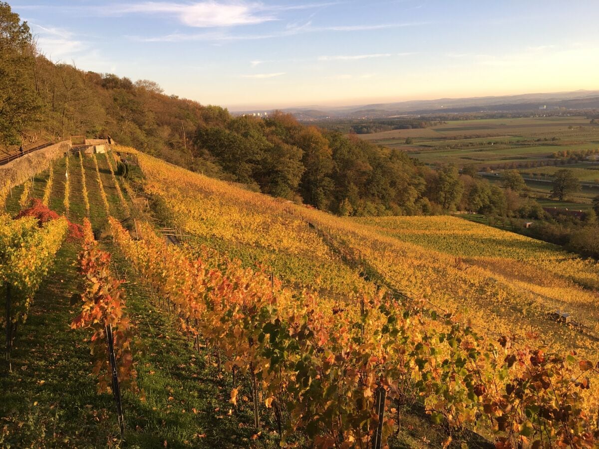 Weingut Zimmerling Dresden im Herbst