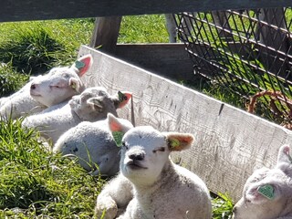 Appartamento per vacanze De Koog Ambiente 17