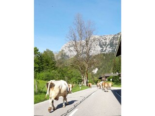 Appartement de vacances Ruhpolding Environnement 25