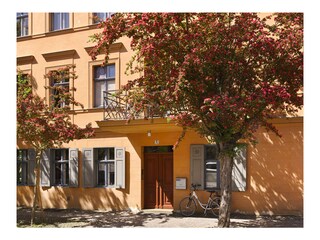 Rotdornblüte - ein großer Blumenstrauss auf dem Balkon