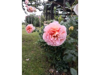 Englische Duftrose