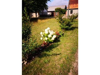 Blumen auf dem Hof