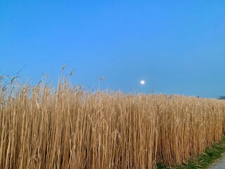 Appartement de vacances Chieming Environnement 30