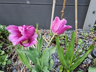 Holiday house Alt Schönau Outdoor Recording 15