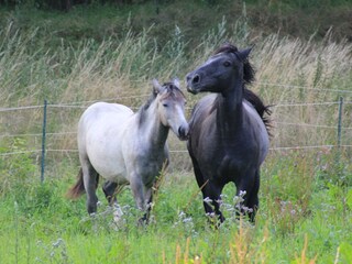 Holiday house Alt Schönau Outdoor Recording 12
