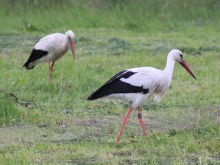 Holiday house Alt Schönau Outdoor Recording 14