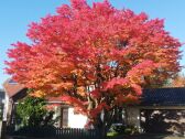 Vorgarten im Herbst