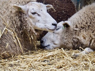 Appartamento per vacanze De Koog Ambiente 33