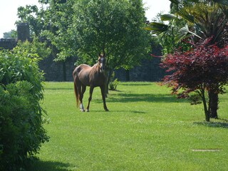 Living lawn-mover