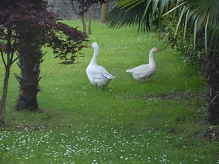 Our gooses