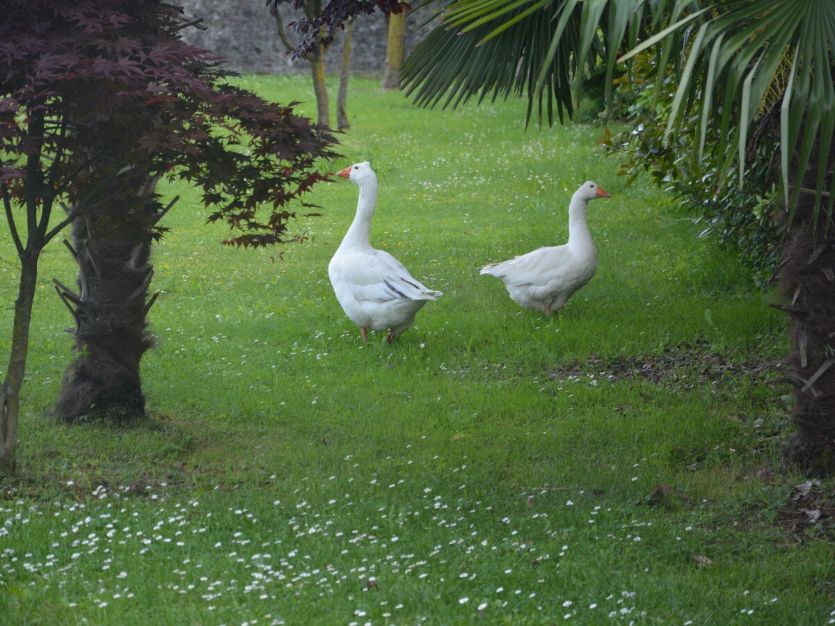 Unsere Gänse