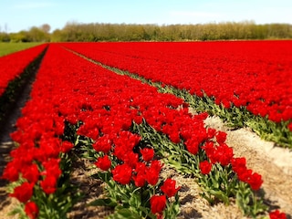 Casa per le vacanze Callantsoog Ambiente 36
