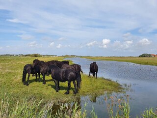 Casa per le vacanze Callantsoog Ambiente 39