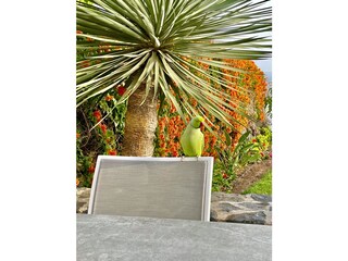 Vakantiehuis San Sebastián de La Gomera Buitenaudio-opname 7