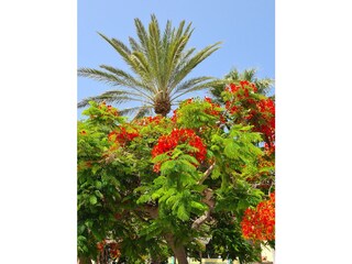 Vakantiehuis San Sebastián de La Gomera Omgeving 26