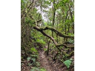 Vakantiehuis San Sebastián de La Gomera Omgeving 34