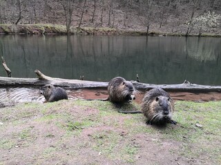 Nutrias im Waschbachtal