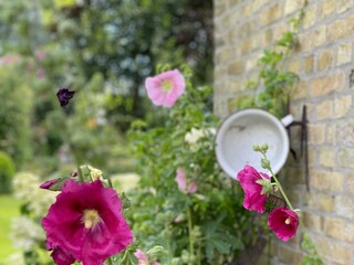 Hollyhocks on the stable wall