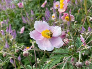 Bees feel good here