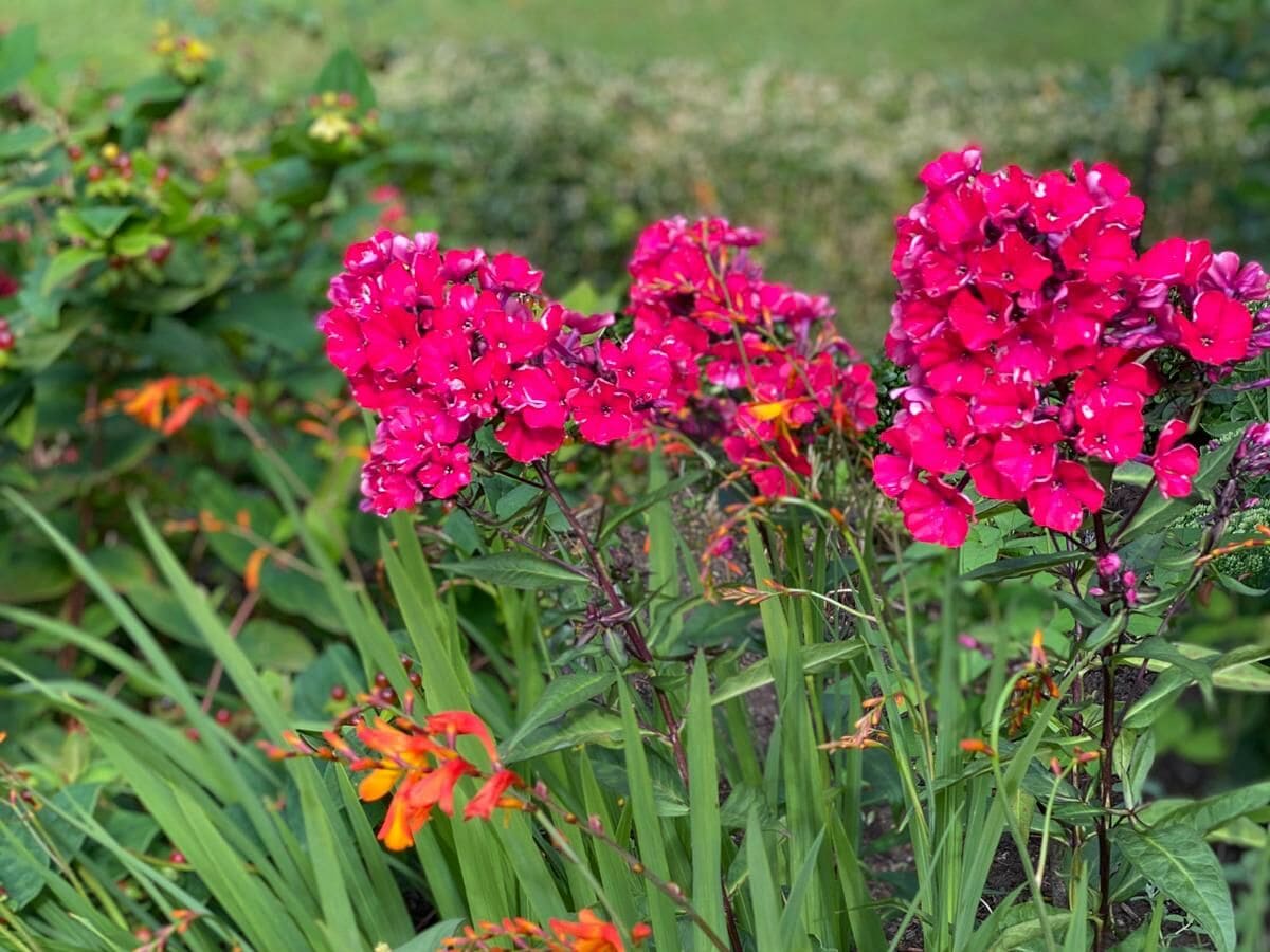 Farbenspiel der Blumen