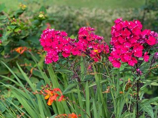 The flowers' many colours