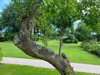 The old Reneclauden tree