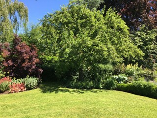 Apple tree in the flowerbed