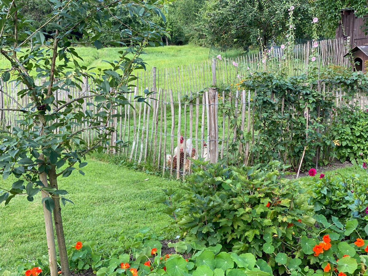 Blick auf die Wiese