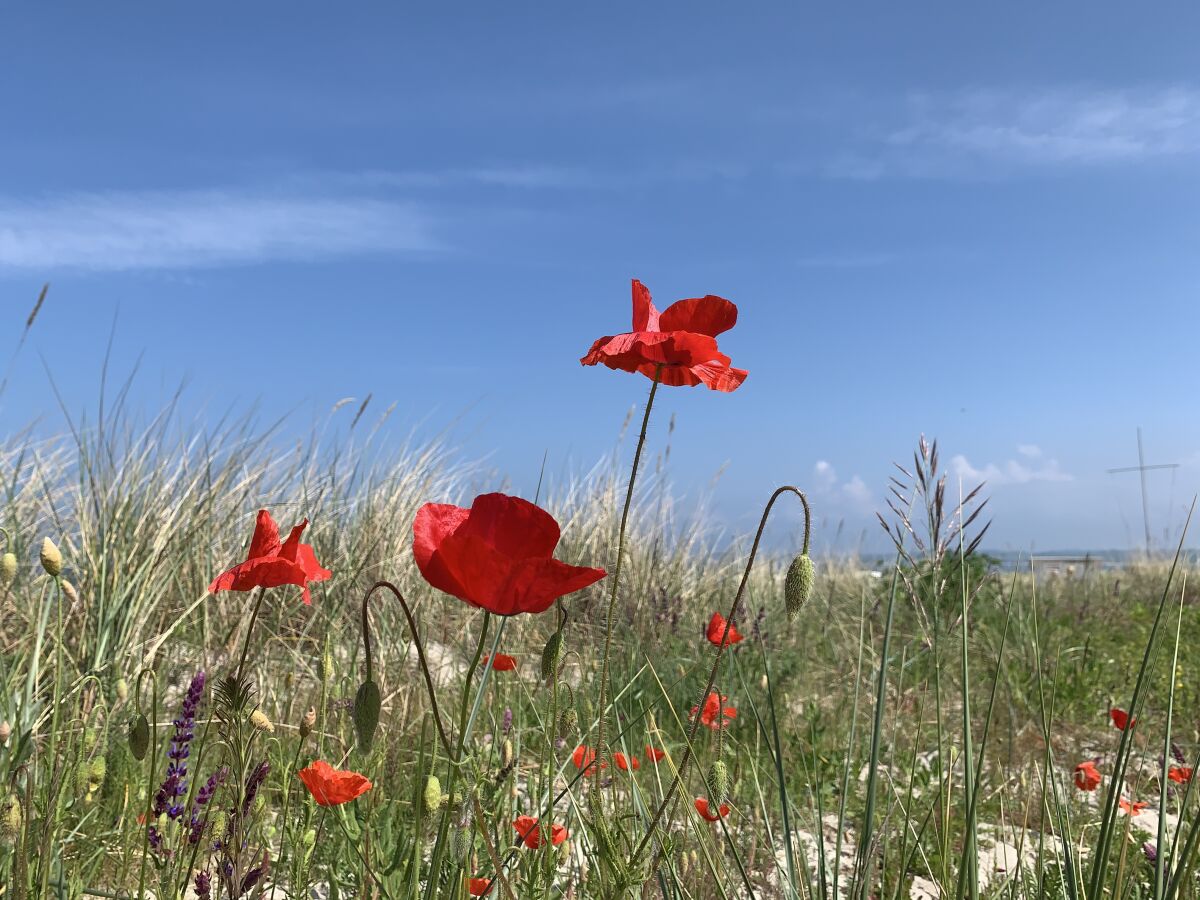 Stranddüne in Hochwacht