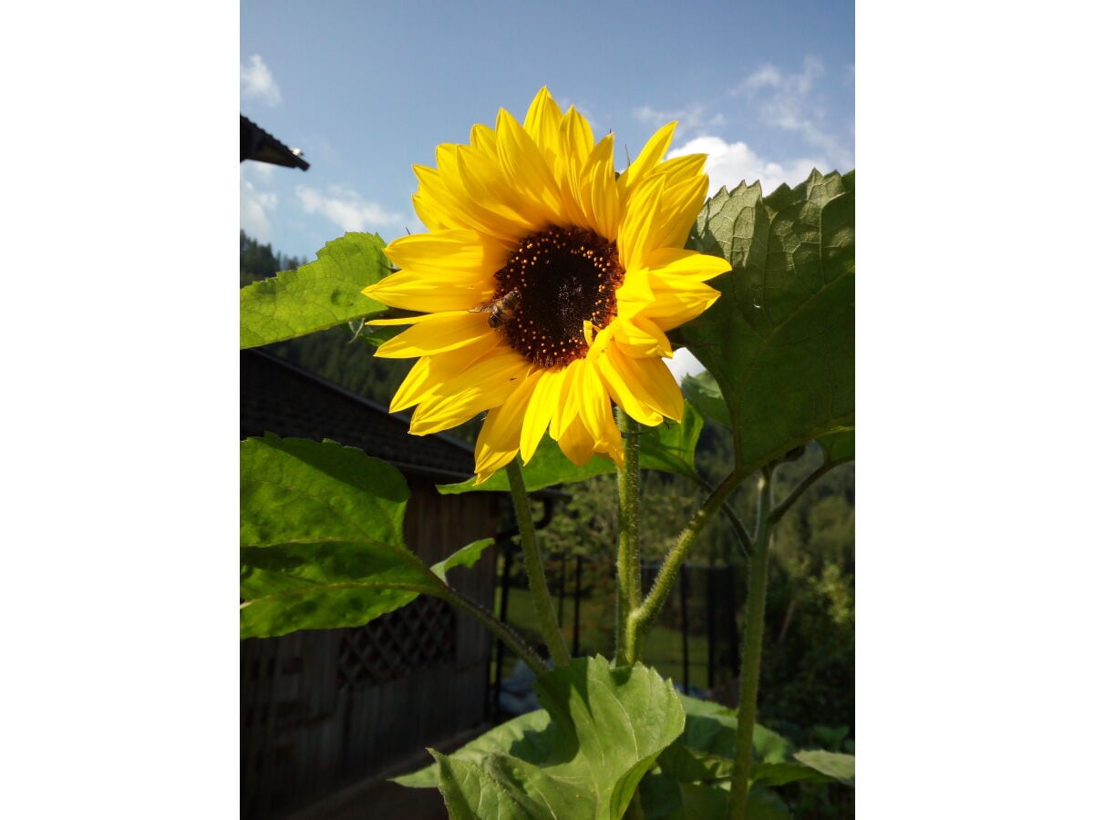 Sonnenblume beim Hof