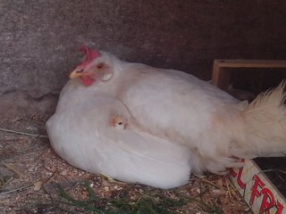 Appartamento per vacanze Eggen Ambiente 39