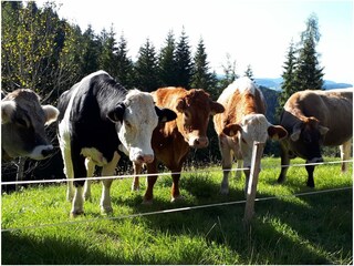 Appartamento per vacanze Eggen Registrazione all'aperto 17