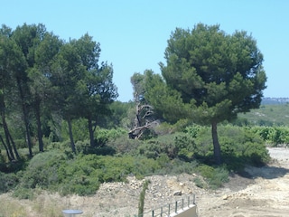 View of La Clape Vinyard