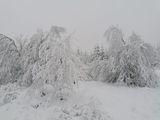 Tief verschneite Hochheide