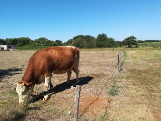 Casa per le vacanze Pula Ambiente 34