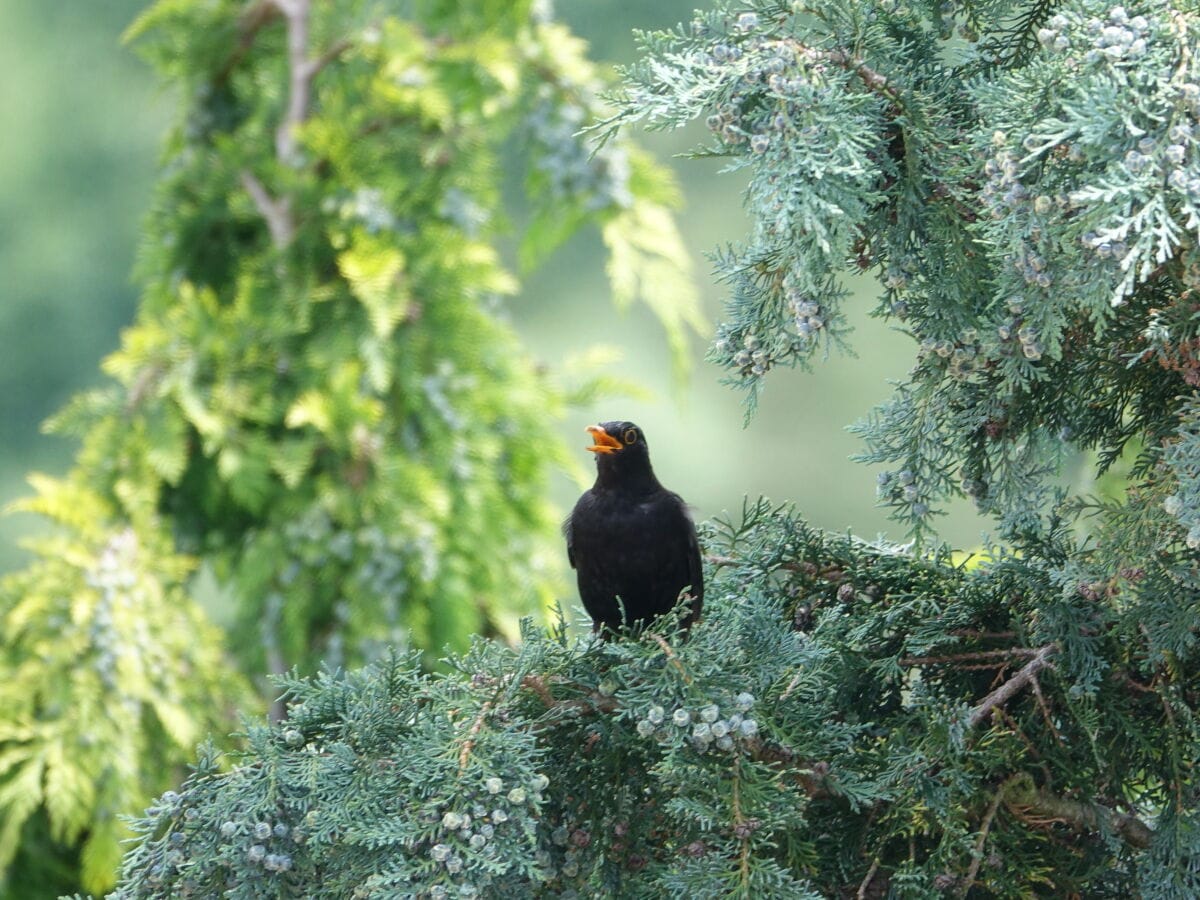 Amselgesang am Abend