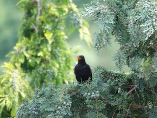 Amselgesang am Abend