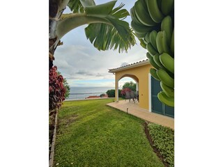 Garten mit vielen tropischen Pflanzen