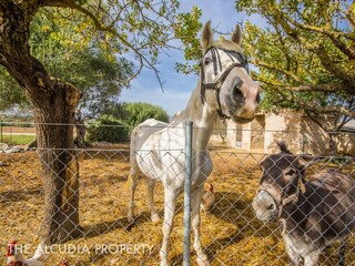 Cottage Alcudia Outdoor Recording 10