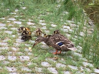 Appartamento per vacanze Andernach Ambiente 34