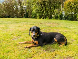 2 Hunde sind herzlich Willkommen!