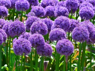 Vakantieappartement Egmond aan Zee Omgeving 25